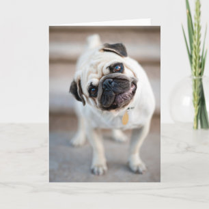 Pug huvud Lutning Kort