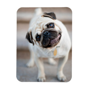 Pug huvud Lutning Magnet