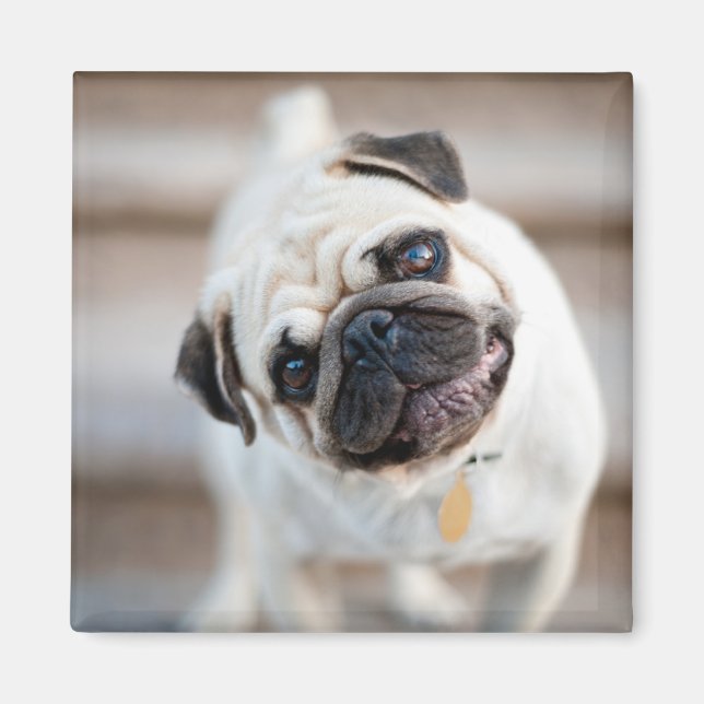 Pug huvud Lutning Magnet (Framsidan)