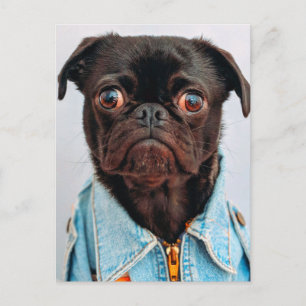 Pug i denimjacka Söt bedårande hund valp Vykort