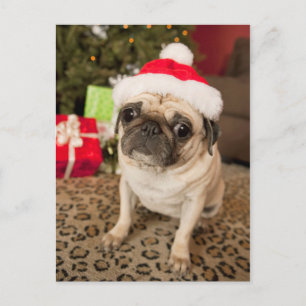 Pug i Jultomten Hat sitta på mattan Helg Vykort