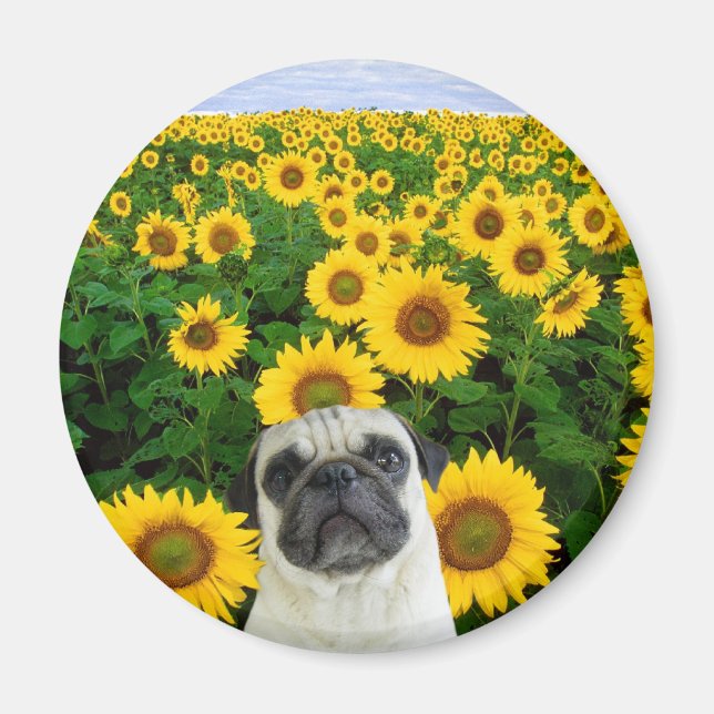 Pug i solrosmagnet magnet (Framsidan)