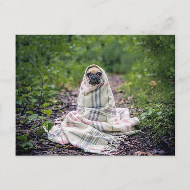 Pug in a Blanket Vykort (Framsida)