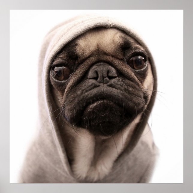 Pug in a Hoodie Poster (Framsidan)