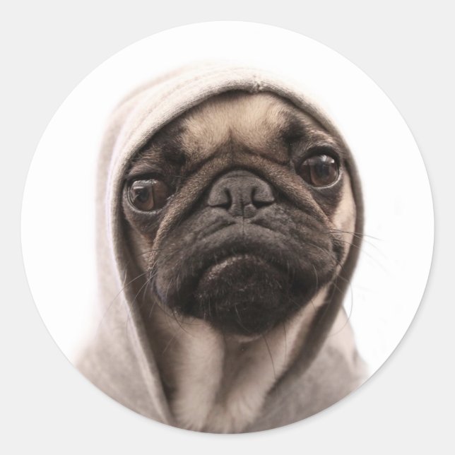 Pug in a Hoodie Runt Klistermärke (Framsida)