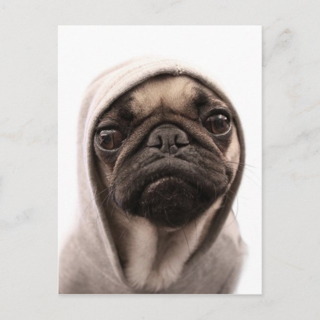 Pug in a Hoodie Vykort (Framsida)