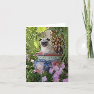 Pug in a jug kort