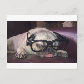 Pug in Glass Vykort