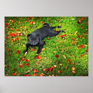 Pug in i parken poster