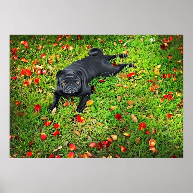 Pug in i parken poster (Framsidan)