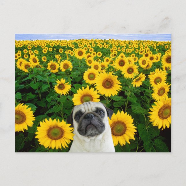 Pug in Sunblommor vycard Vykort (Framsida)