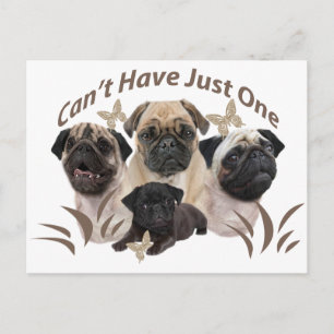 Pug kan inte bara ha en apparat och gåvor vykort