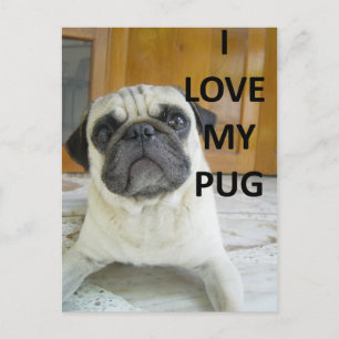 pug kärlek w pic.png vykort