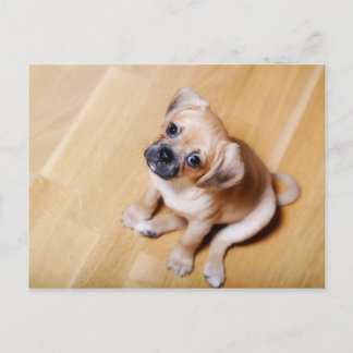 Pug Kor Cavalier Kung Charles Spain Vykort