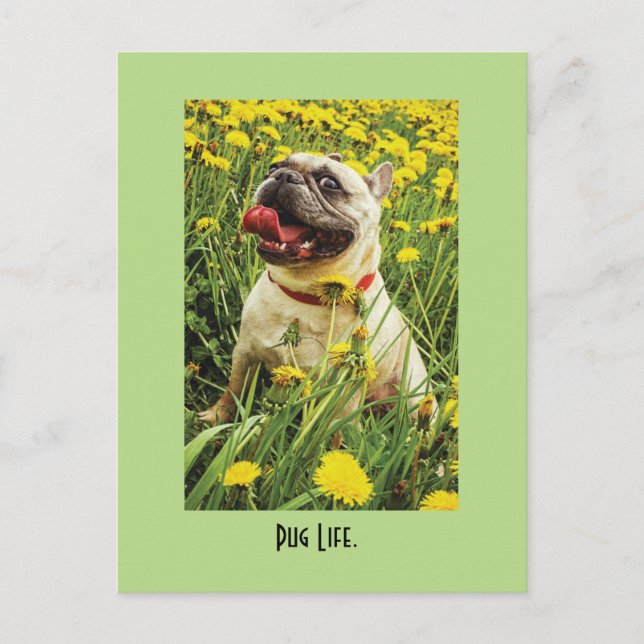Pug Life Hund-vykort Vykort (Framsida)