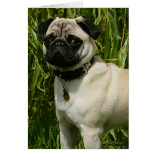 Pug Lookining i Camera Hälsningskort