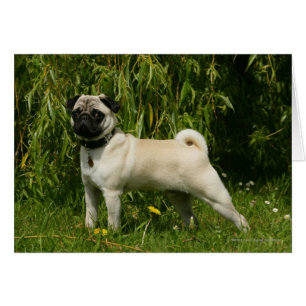 Pug Lookining i Camera Hälsningskort