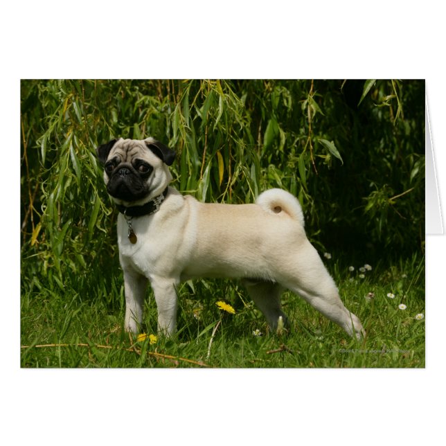 Pug Lookining i Camera Hälsningskort (Framsidan Horizontal)