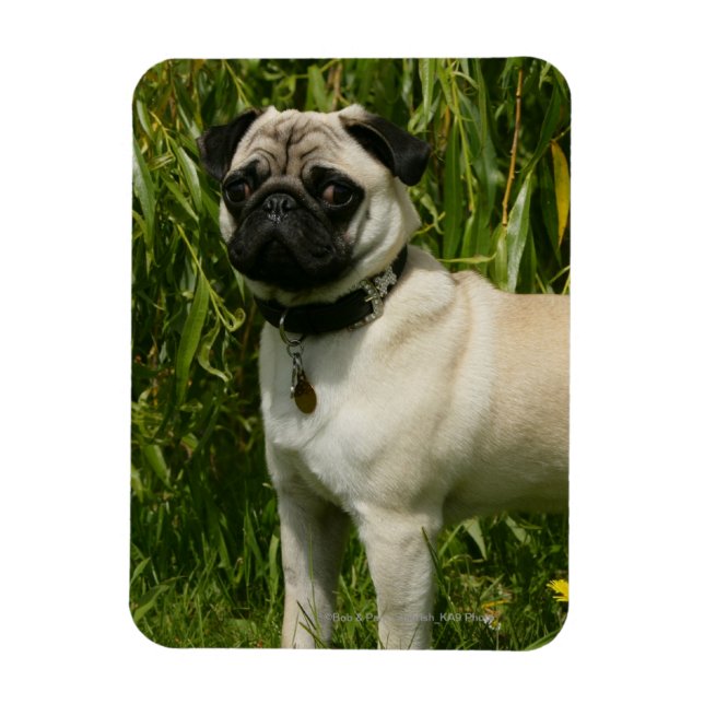 Pug Lookining i Camera Magnet (Vertikal)
