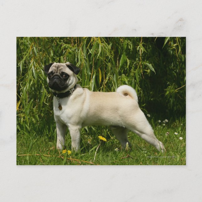 Pug Lookining i Camera Vykort (Framsida)