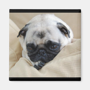 Pug Magnet