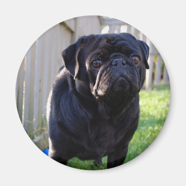 Pug Magnet (Framsidan)