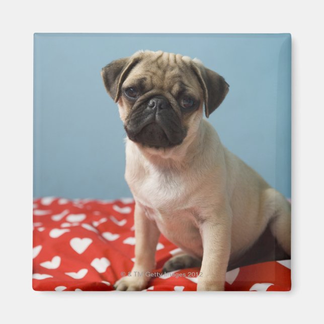 Pug marionett sitta på sängen magnet (Framsidan)
