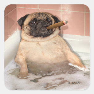 Pug med bubbelbad fyrkantigt klistermärke