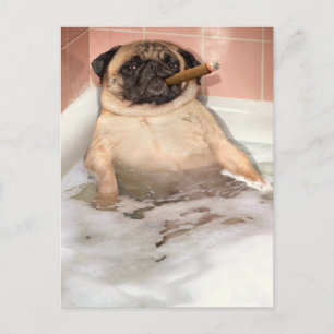 Pug med bubbelbad inbjudan vykort