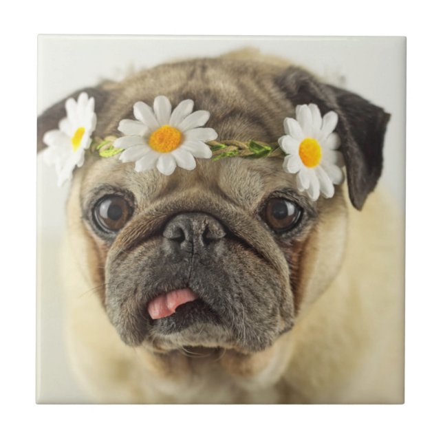 Pug med Daisy Krona Kakelplatta (Framsidan)