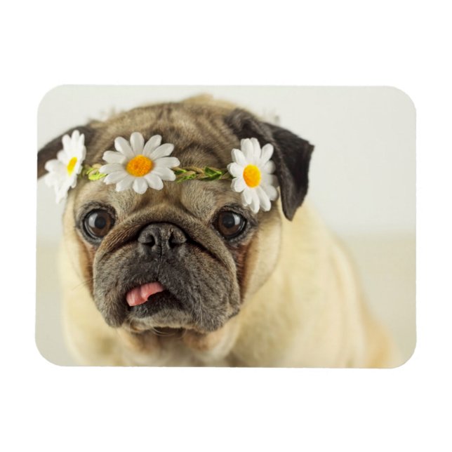 Pug med Daisy Krona Magnet (Horisontell)