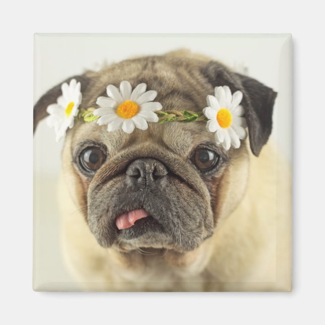 Pug med Daisy Krona Magnet (Framsidan)