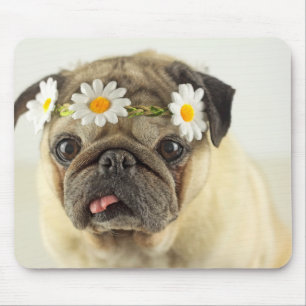 Pug med Daisy Krona Musmatta