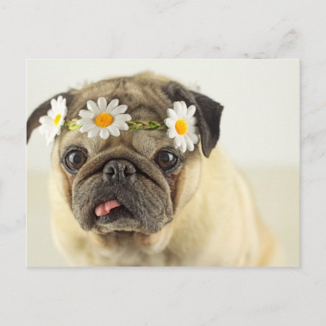 Pug med Daisy Krona Vykort (Framsida)