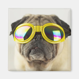 Pug med Goggles Magnet