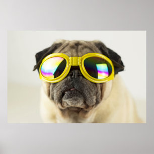 Pug med Goggles Poster