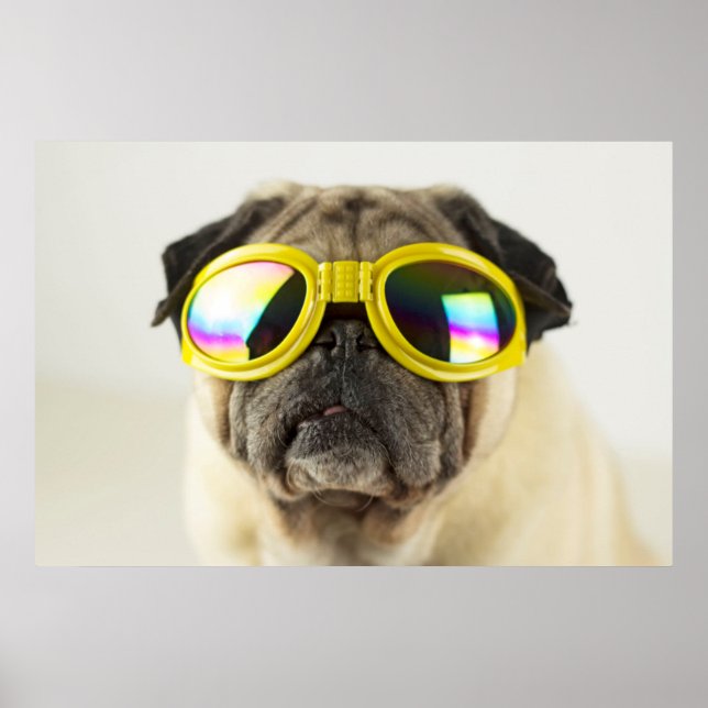 Pug med Goggles Poster (Framsidan)