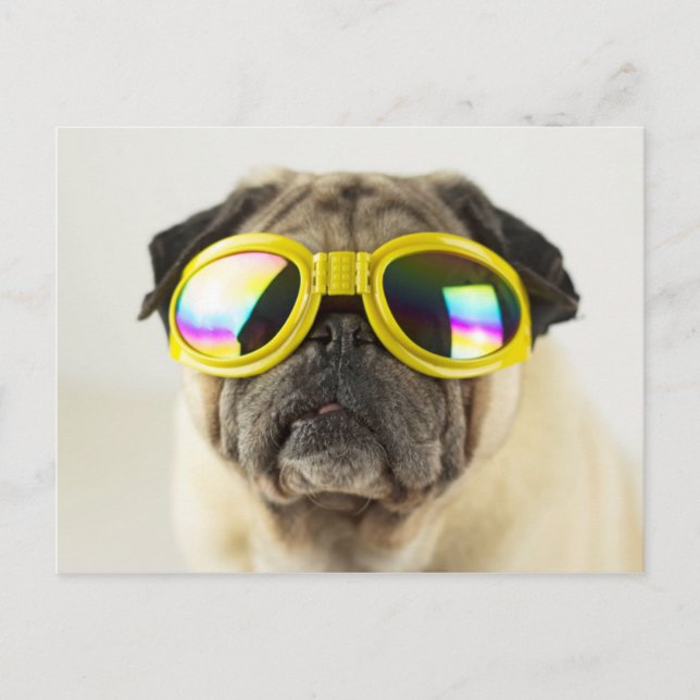 Pug med Goggles Vykort (Framsida)