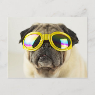 Pug med Goggles Vykort