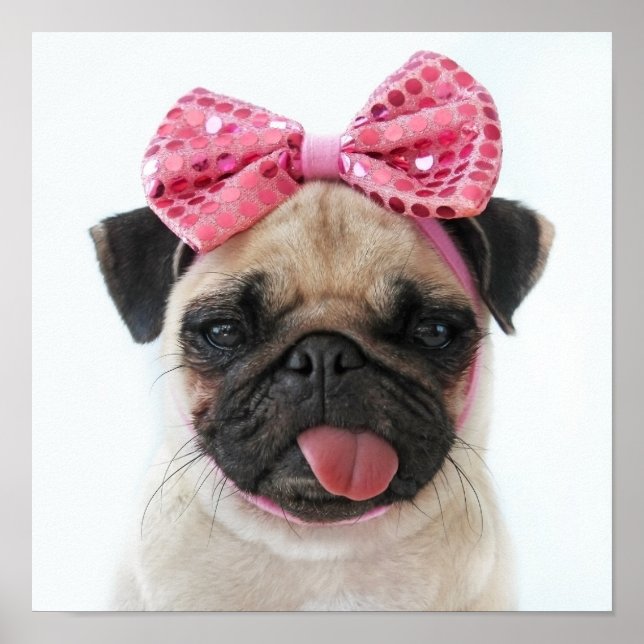 Pug med Rosa Bow Poster (Framsidan)