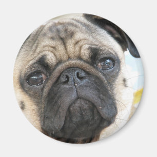 Pug mig magnet