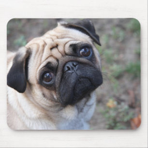 PUG MUSMATTA