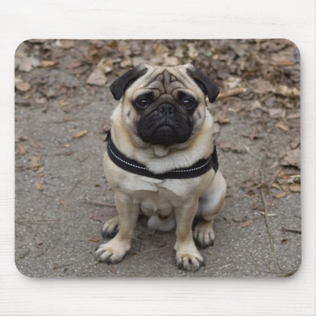 Pug Musmatta (Framsidan)