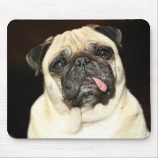 pug musmatta