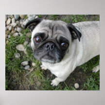 Pug n Pebbles tryck