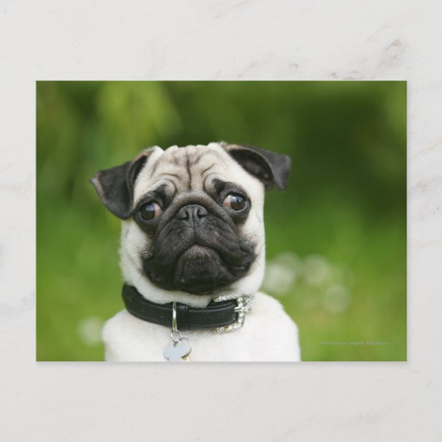 Pug närbild vykort (Framsida)