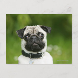 Pug närbild vykort