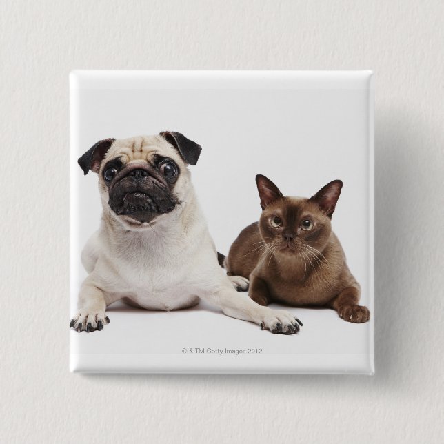Pug och burmesiska katt knapp (Framsida)