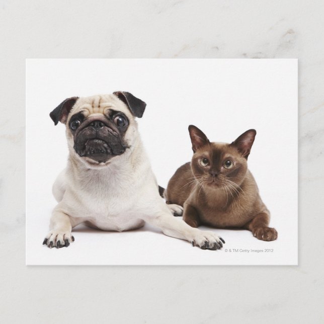 Pug och burmesiska katt vykort (Framsida)
