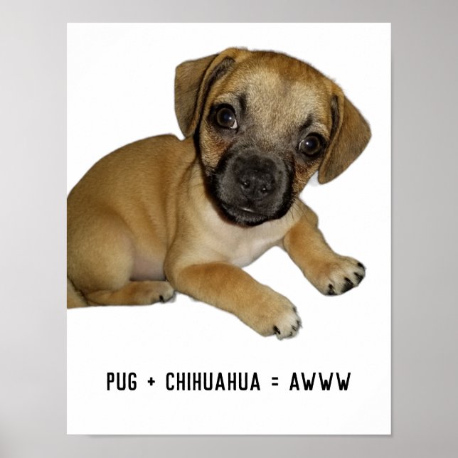 Pug och Chihuahua Cute Hund Puppy Breed Mix nånsin Poster (Framsidan)